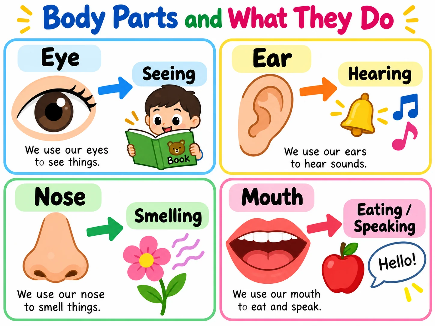 Body parts and their functions educational illustration