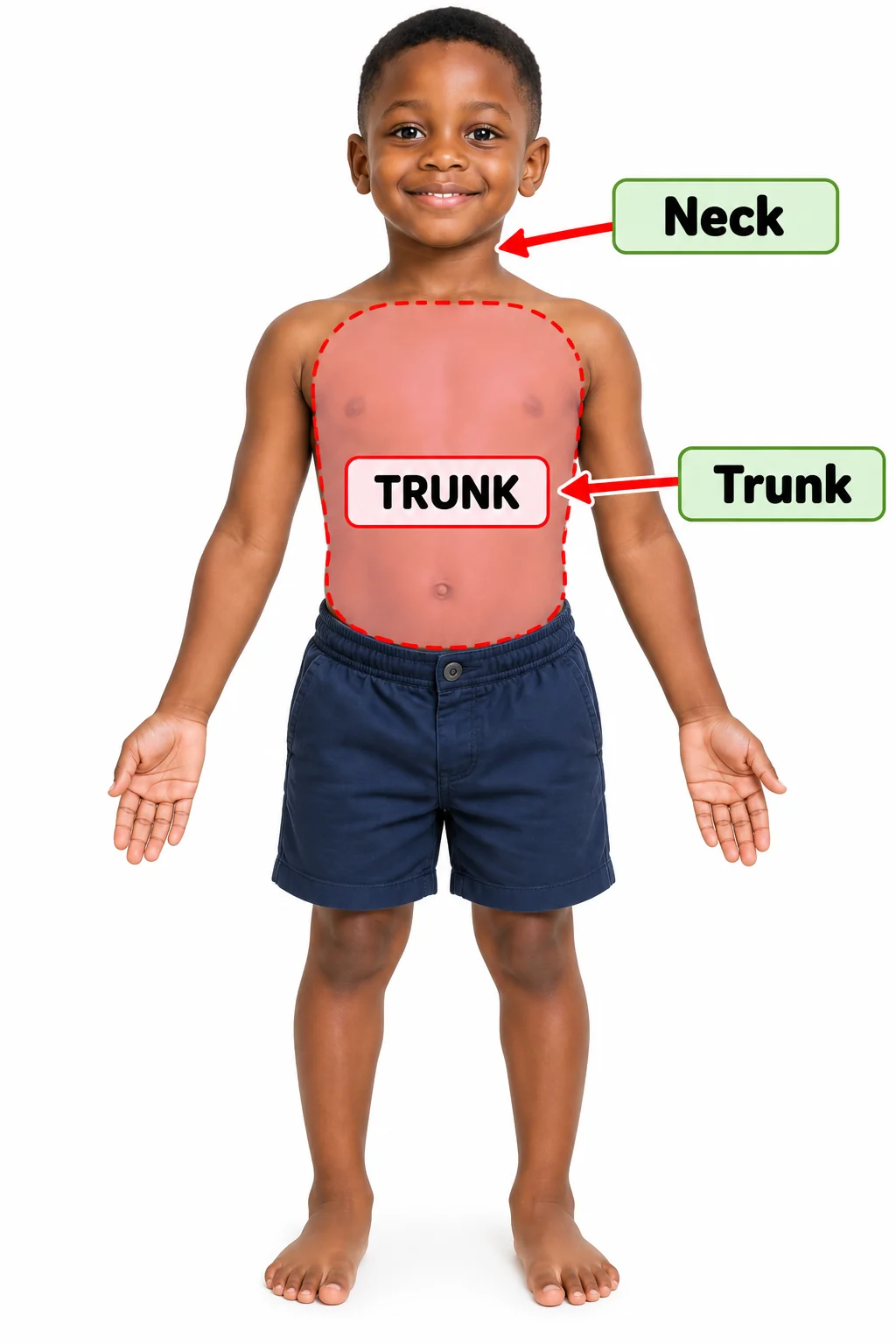 Picture identifying a child’s neck and trunk