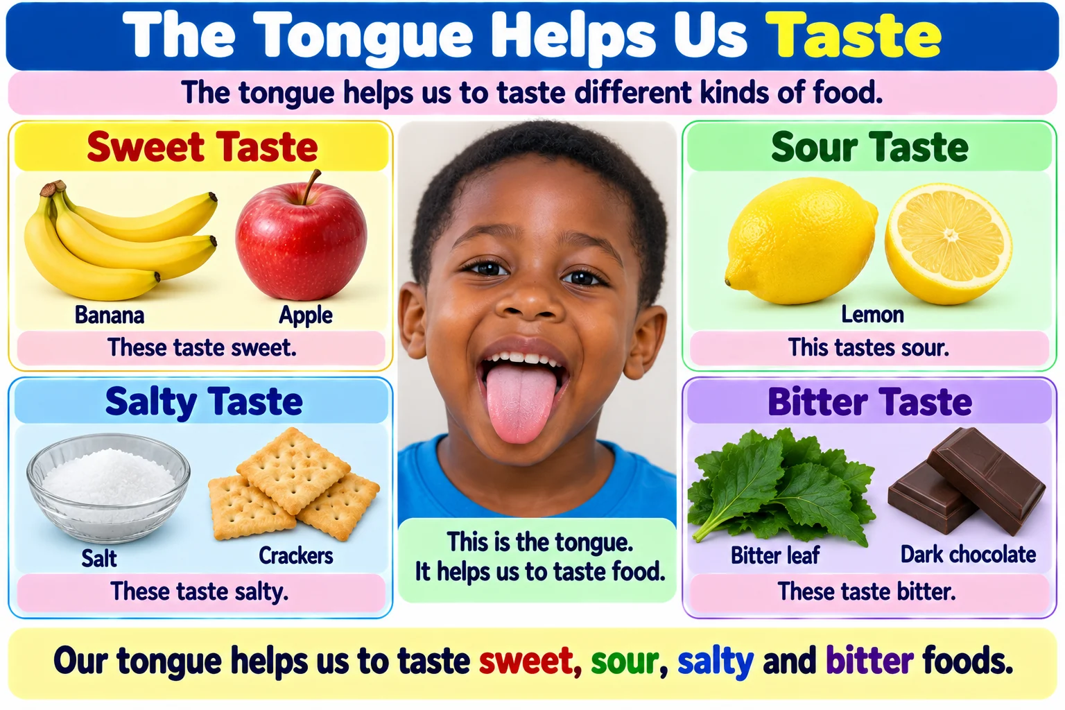Tongue and different tastes educational illustration