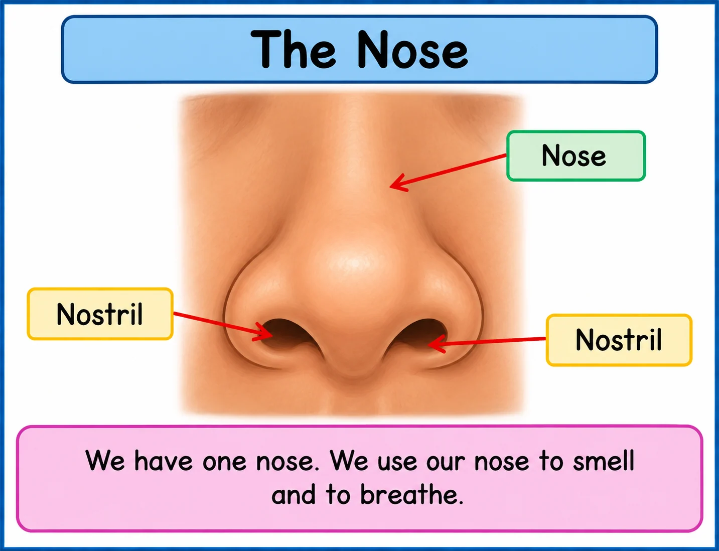 Labelled diagram showing the nose and the two nostrils