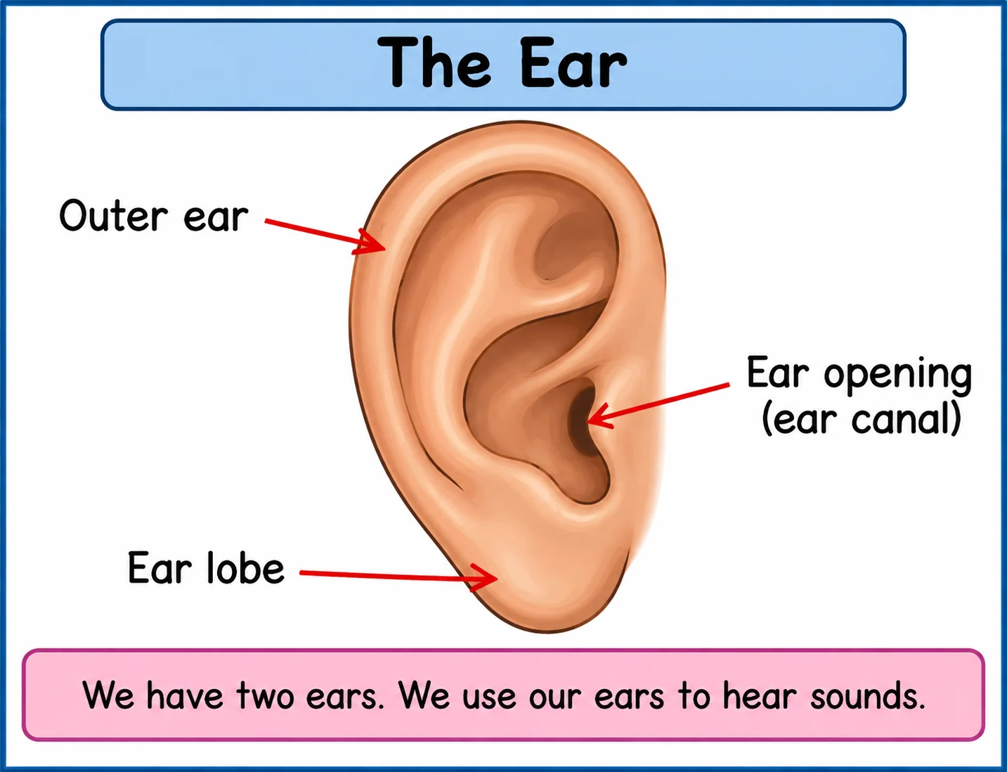 Labelled diagram showing the outer ear, ear lobe and ear opening