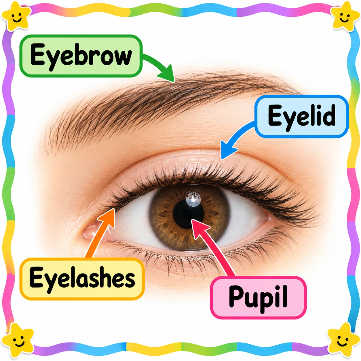 Diagram showing the eyebrow, eyelid, eyelashes and pupil of an eye